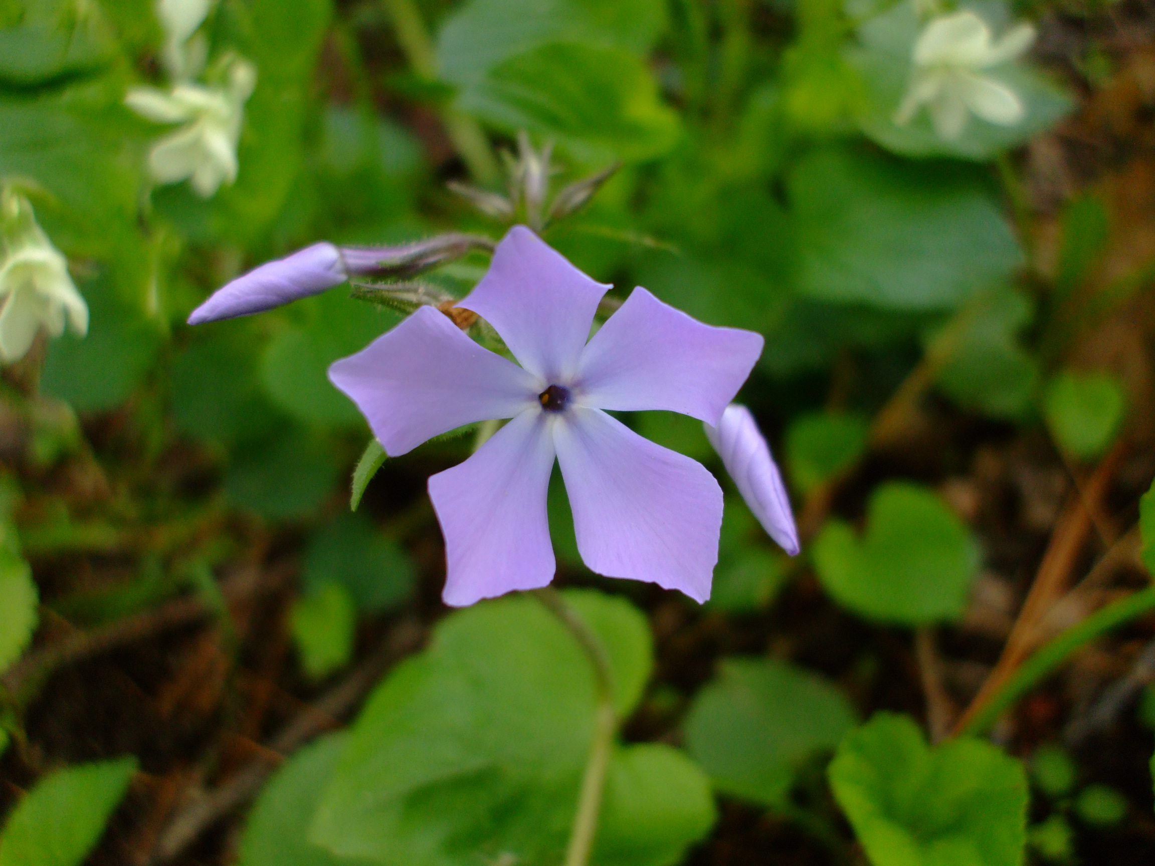 Phlox divaricata